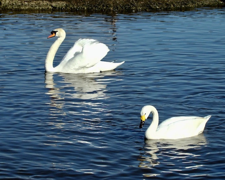 Bewick swan